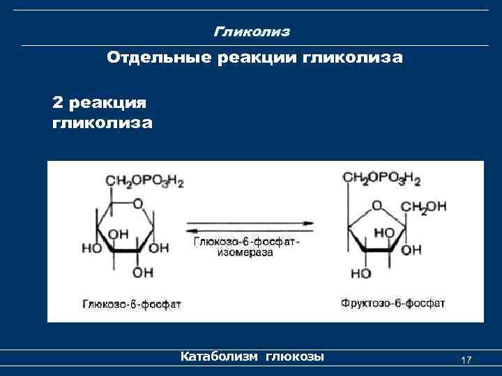 Гликолиз Отдельные реакции гликолиза 2 реакция гликолиза Катаболизм глюкозы 17 