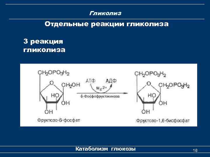 Гликолиз Отдельные реакции гликолиза 3 реакция гликолиза Катаболизм глюкозы 18 