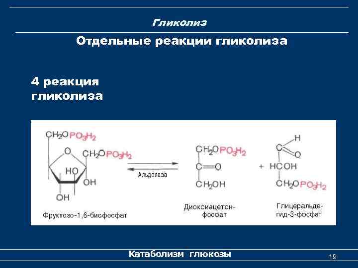 Гликолиз Отдельные реакции гликолиза 4 реакция гликолиза Катаболизм глюкозы 19 