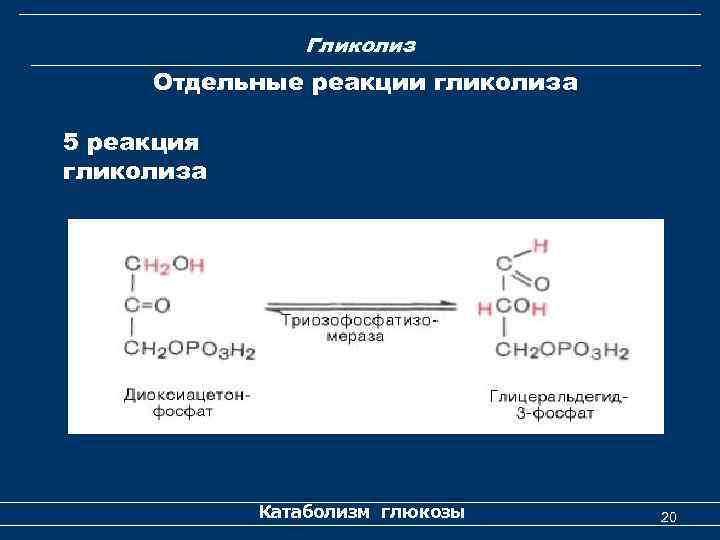 Гликолиз Отдельные реакции гликолиза 5 реакция гликолиза Катаболизм глюкозы 20 