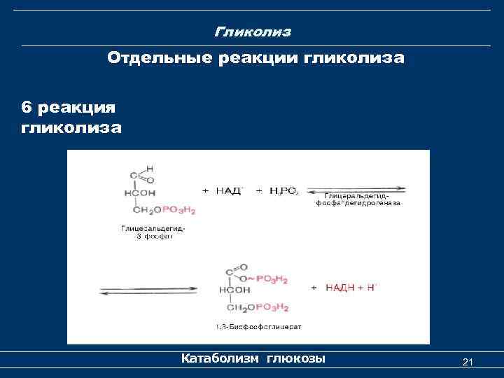 Гликолиз Отдельные реакции гликолиза 6 реакция гликолиза Катаболизм глюкозы 21 