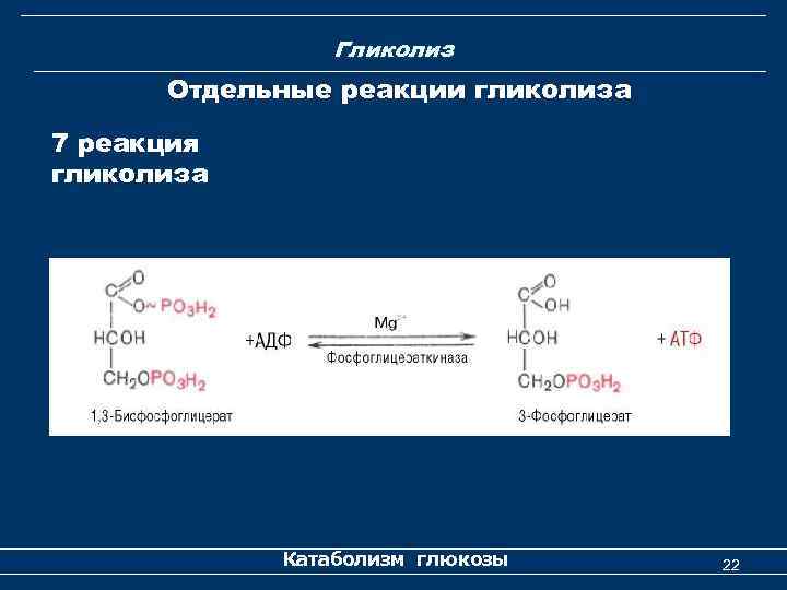 Гликолиз Отдельные реакции гликолиза 7 реакция гликолиза Катаболизм глюкозы 22 