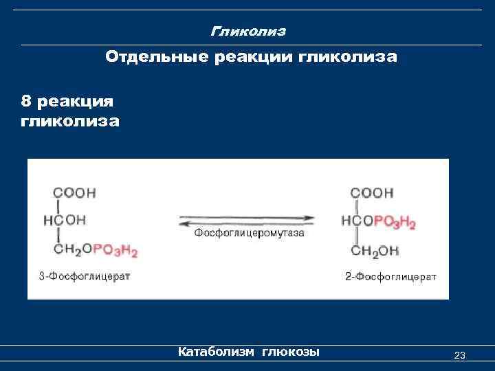 Гликолиз Отдельные реакции гликолиза 8 реакция гликолиза Катаболизм глюкозы 23 