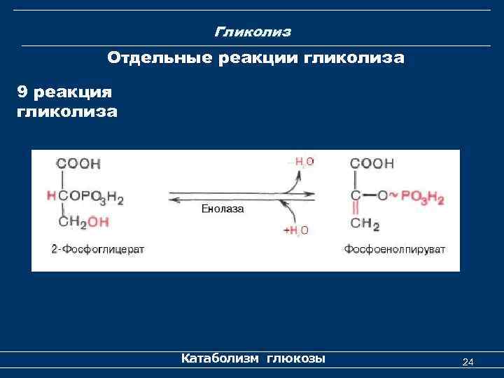 Гликолиз Отдельные реакции гликолиза 9 реакция гликолиза Катаболизм глюкозы 24 