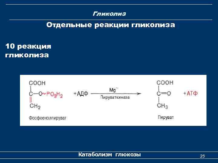 Гликолиз Отдельные реакции гликолиза 10 реакция гликолиза Катаболизм глюкозы 25 