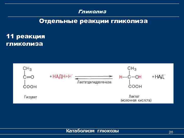 Гликолиз Отдельные реакции гликолиза 11 реакция гликолиза Катаболизм глюкозы 26 