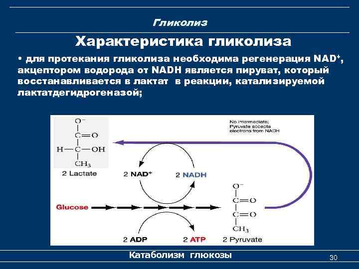 Гликолиз Характеристика гликолиза • для протекания гликолиза необходима регенерация NAD+, акцептором водорода от NADH