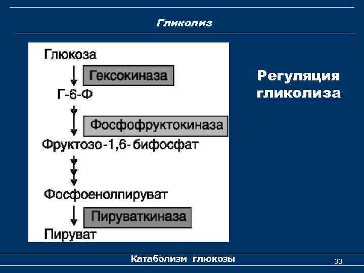 Гликолиз Регуляция гликолиза Катаболизм глюкозы 33 