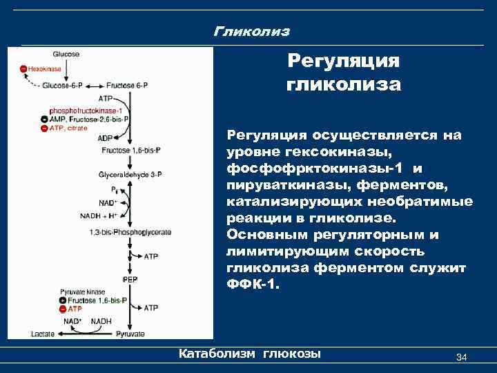 Гликолиз Регуляция гликолиза Регуляция осуществляется на уровне гексокиназы, фосфофрктокиназы-1 и пируваткиназы, ферментов, катализирующих необратимые