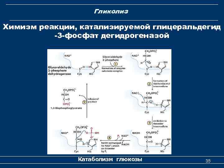 Гликолиз Химизм реакции, катализируемой глицеральдегид -3 -фосфат дегидрогеназой Катаболизм глюкозы 35 