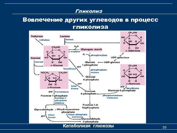 Гликолиз Вовлечение других углеводов в процесс гликолиза Катаболизм глюкозы 36 