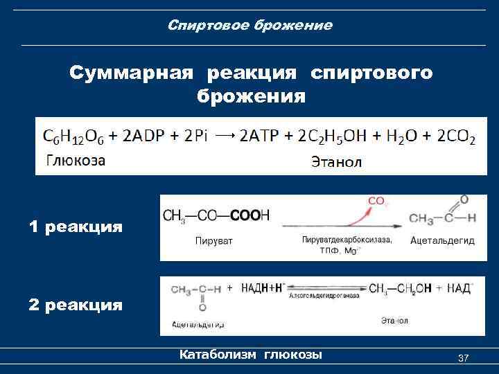  Спиртовое брожение Суммарная реакция спиртового брожения 1 реакция 2 реакция Катаболизм глюкозы 37