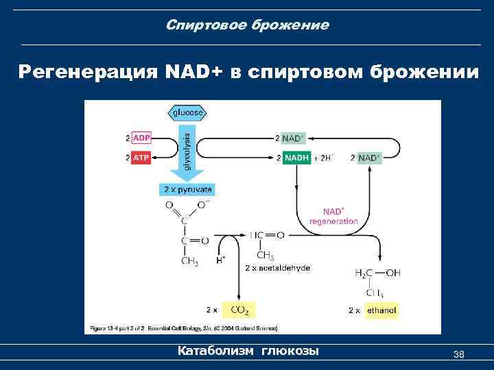  Спиртовое брожение Регенерация NAD+ в спиртовом брожении Катаболизм глюкозы 38 