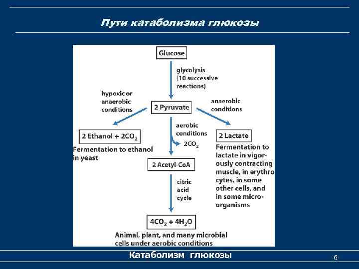 Пути катаболизма глюкозы Катаболизм глюкозы 6 