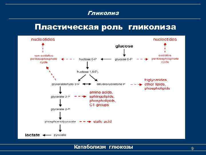 Гликолиз Пластическая роль гликолиза Катаболизм глюкозы 9 