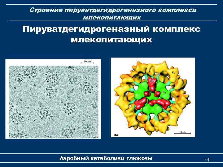 Строение пируватдегидрогеназного комплекса млекопитающих Пируватдегидрогеназный комплекс млекопитающих Аэробный катаболизм глюкозы 11 