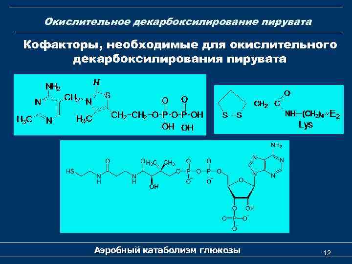 Окислительное декарбоксилирование пирувата Кофакторы, необходимые для окислительного декарбоксилирования пирувата Аэробный катаболизм глюкозы 12 