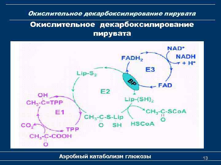 Окислительное декарбоксилирование пирувата Аэробный катаболизм глюкозы 13 