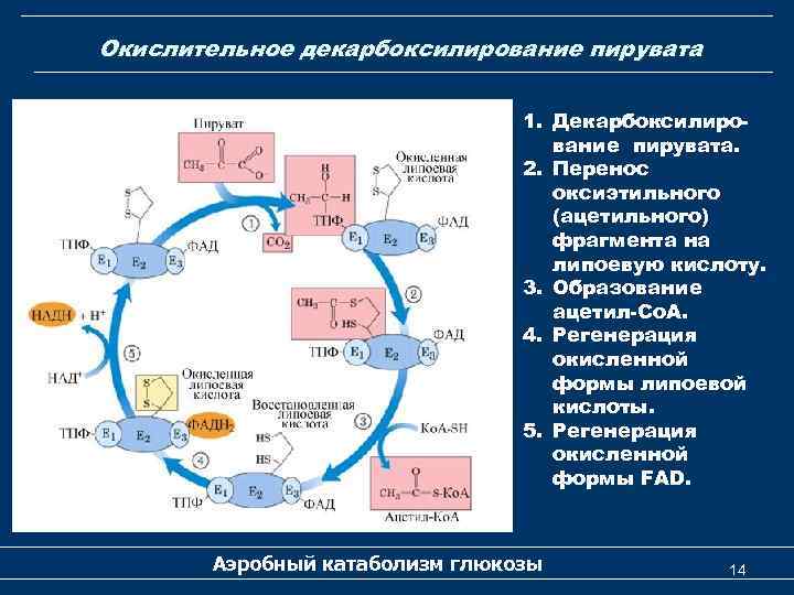 Окислительное декарбоксилирование пирувата 1. Декарбоксилирование пирувата. 2. Перенос оксиэтильного (ацетильного) фрагмента на липоевую кислоту.