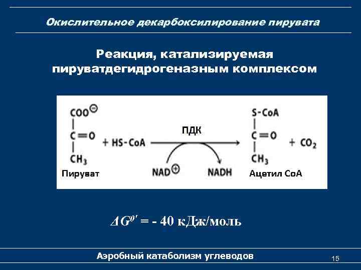 Схема окислительного декарбоксилирования пирувата