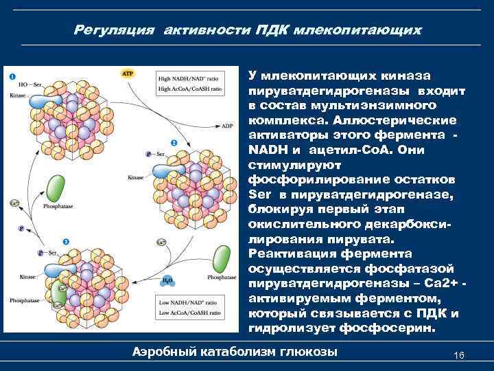 Регуляция активности ПДК млекопитающих У млекопитающих киназа пируватдегидрогеназы входит в состав мультиэнзимного комплекса. Аллостерические