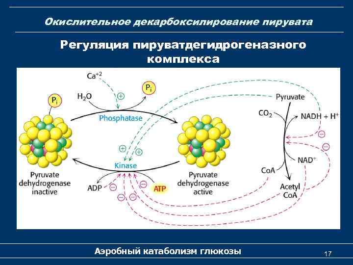 Окислительное декарбоксилирование пирувата Регуляция пируватдегидрогеназного комплекса Аэробный катаболизм глюкозы 17 