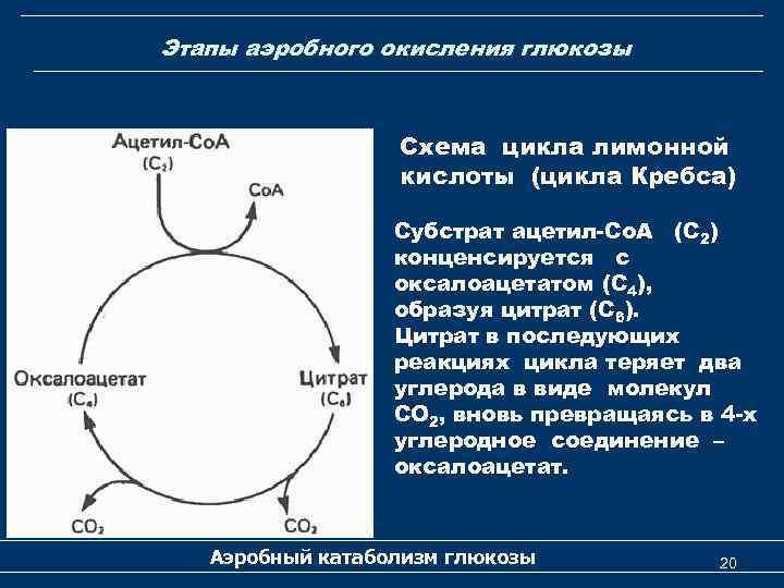 Этапы аэробного окисления глюкозы Схема цикла лимонной кислоты (цикла Кребса) Субстрат ацетил-Со. А (С