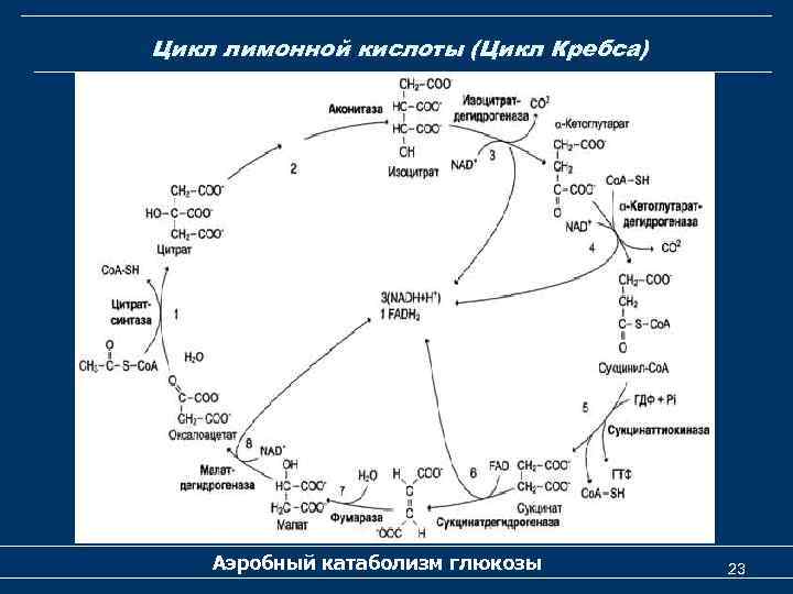Цикл лимонной кислоты (Цикл Кребса) Аэробный катаболизм глюкозы 23 