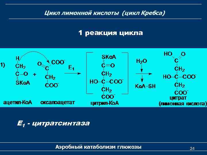Цикл лимонной кислоты (цикл Кребса) 1 реакция цикла Е 1 - цитратсинтаза Аэробный катаболизм