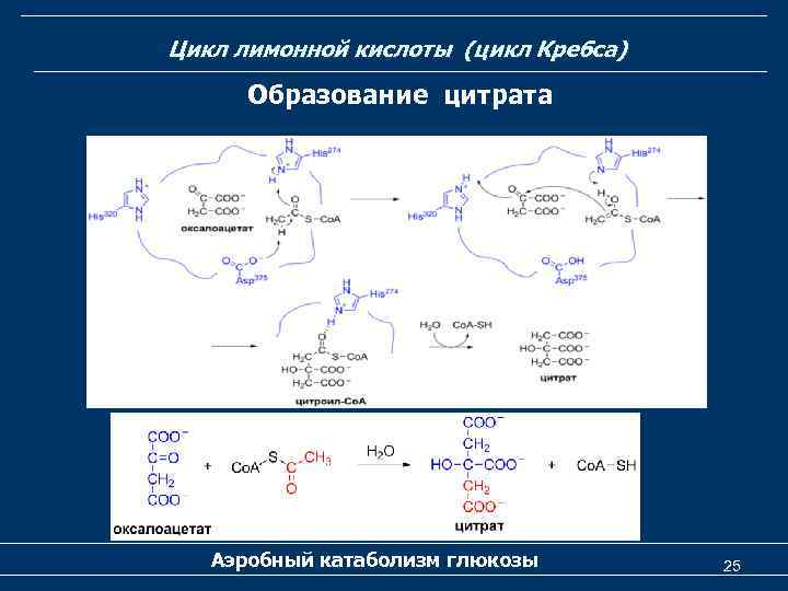 Цикл лимонной кислоты (цикл Кребса) Образование цитрата Аэробный катаболизм глюкозы 25 