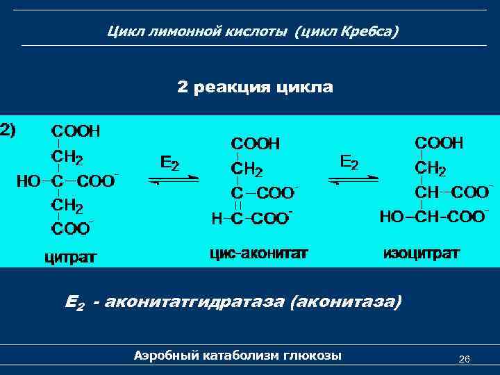 Цикл лимонной кислоты (цикл Кребса) 2 реакция цикла Е 2 - аконитатгидратаза (аконитаза) Аэробный
