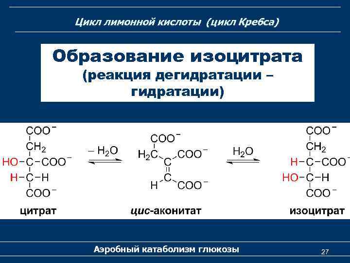 Цикл лимонной кислоты (цикл Кребса) Образование изоцитрата (реакция дегидратации – гидратации) Аэробный катаболизм глюкозы