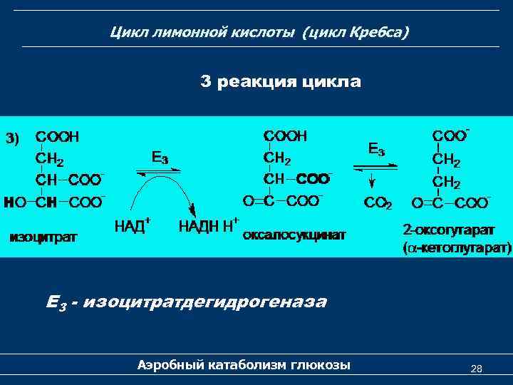 Цикл лимонной кислоты (цикл Кребса) 3 реакция цикла Е 3 - изоцитратдегидрогеназа Аэробный катаболизм