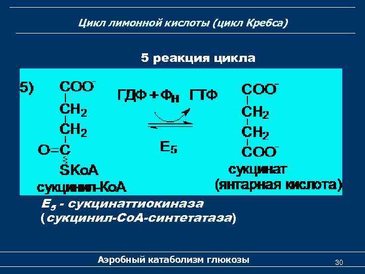 Цикл лимонной кислоты (цикл Кребса) 5 реакция цикла Е 5 - сукцинаттиокиназа (сукцинил-Со. А-синтетатаза)