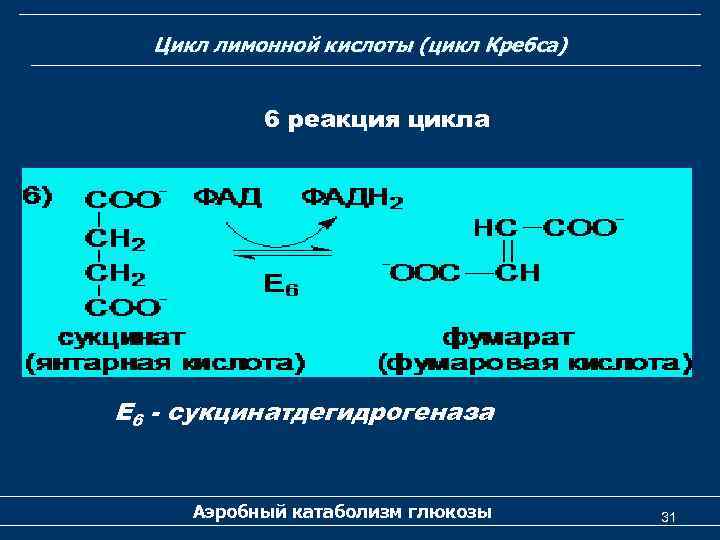 Цикл лимонной кислоты (цикл Кребса) 6 реакция цикла Е 6 - сукцинатдегидрогеназа Аэробный катаболизм