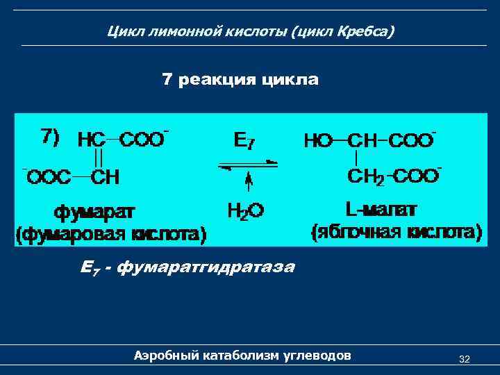 Цикл лимонной кислоты (цикл Кребса) 7 реакция цикла Е 7 - фумаратгидратаза Аэробный катаболизм