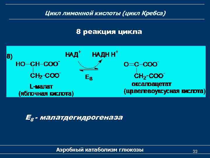 Цикл лимонной кислоты (цикл Кребса) 8 реакция цикла Е 8 - малатдегидрогеназа Аэробный катаболизм