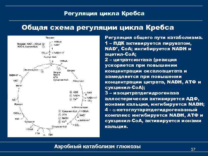 Регуляция цикла Кребса Общая схема регуляции цикла Кребса Регуляция общего пути катаболизма. 1 –