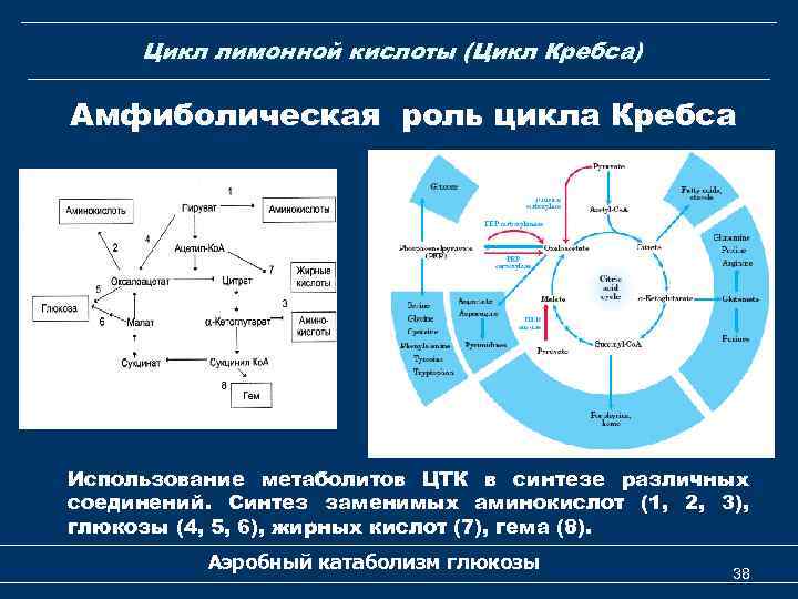 Цикл лимонной кислоты (Цикл Кребса) Амфиболическая роль цикла Кребса Использование метаболитов ЦТК в синтезе