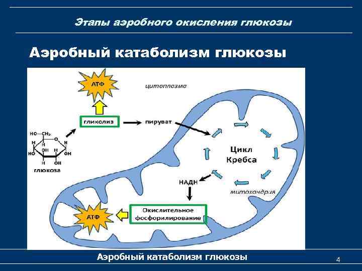 Этапы аэробного окисления глюкозы Аэробный катаболизм глюкозы 4 