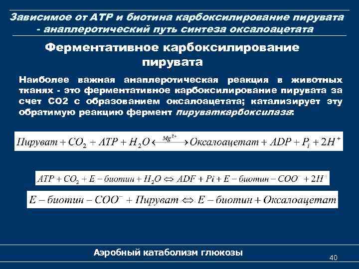 Зависимое от АТP и биотина карбоксилирование пирувата - анаплеротический путь синтеза оксалоацетата Ферментативное карбоксилирование