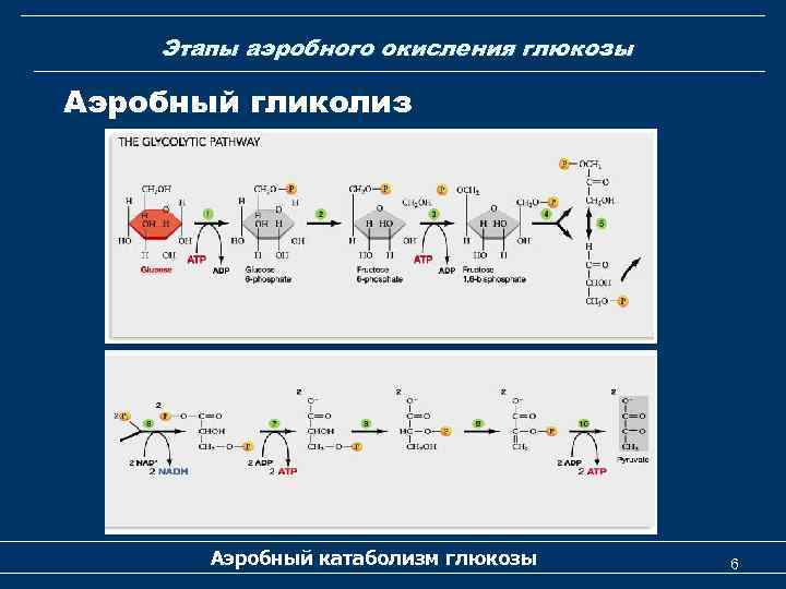 Этапы аэробного окисления глюкозы Аэробный гликолиз Аэробный катаболизм глюкозы 6 