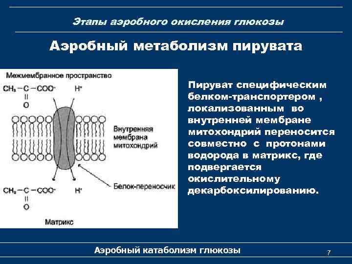 Этапы аэробного окисления глюкозы Аэробный метаболизм пирувата Пируват специфическим белком-транспортером , локализованным во внутренней