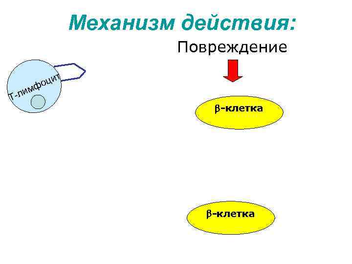 Механизм действия: Повреждение ф м -ли Т цит о -клетка 