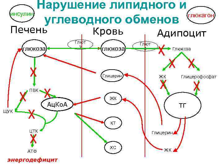 Нарушение липидного и инсулин глюкагон углеводного обменов Печень Кровь Глют 2 глюкоза Глицерин Адипоцит