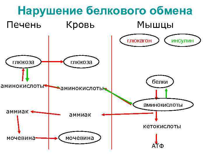Нарушение белкового обмена Печень Кровь Мышцы глюкагон глюкоза аминокислоты аммиак инсулин глюкоза аминокислоты белки