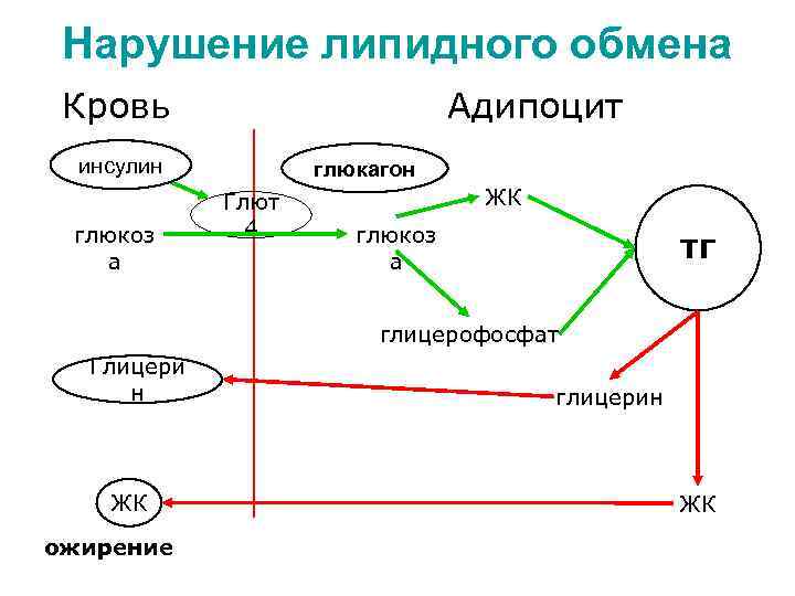 Нарушение липидного обмена Кровь Адипоцит инсулин глюкоз а глюкагон Глют 4 ЖК глюкоз а