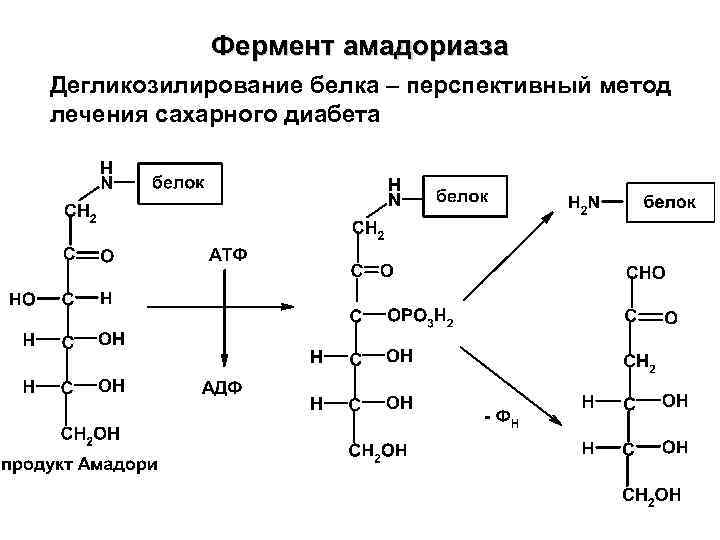 Фермент амадориаза Дегликозилирование белка – перспективный метод лечения сахарного диабета 