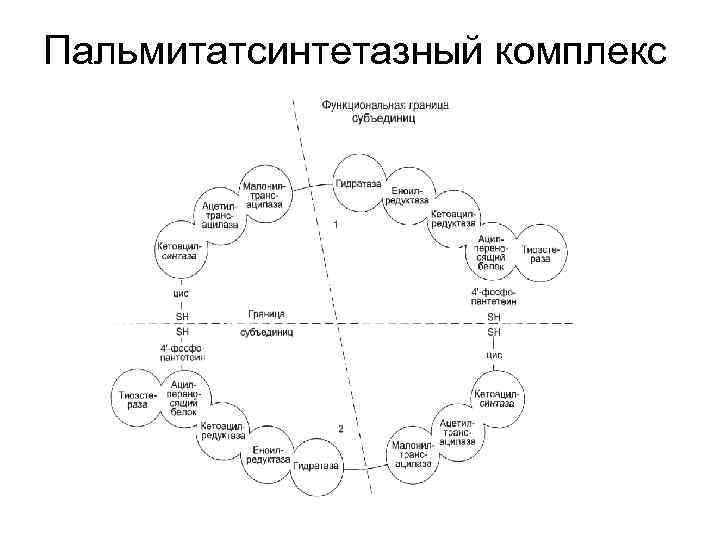 Пальмитатсинтетазный комплекс 