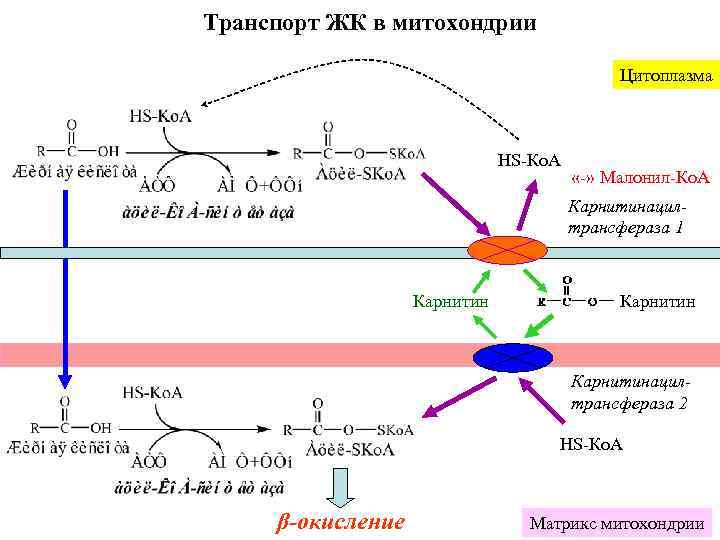 Транспорт ЖК в митохондрии Цитоплазма НS-Ко. А «-» Малонил-Ко. А Карнитинацилтрансфераза 1 Карнитинацилтрансфераза 2